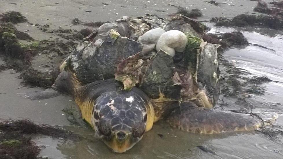 Trovata tartaruga morta