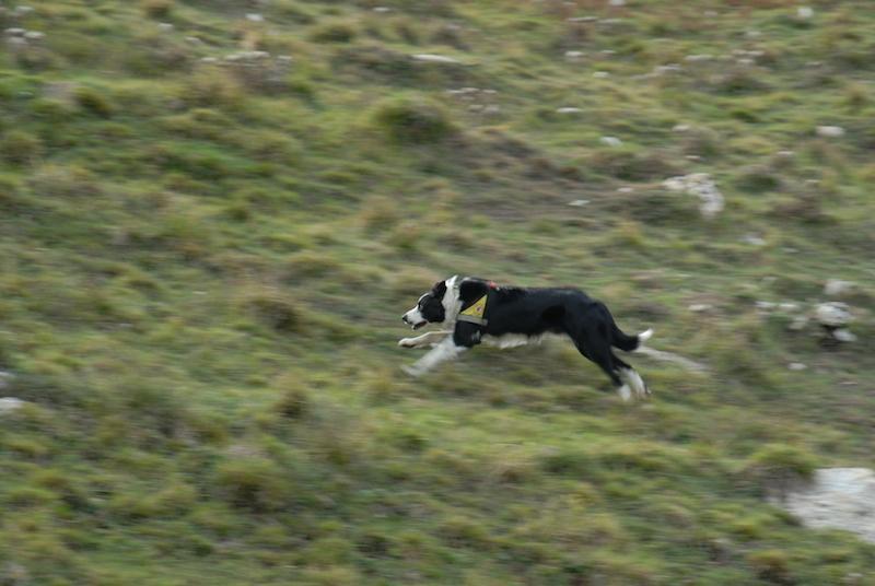  Fungaiolo ferito nel burrone, salvato dal fiuto di un cane 