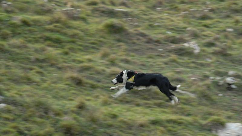 Fungaiolo ferito nel burrone, salvato dal fiuto di un cane