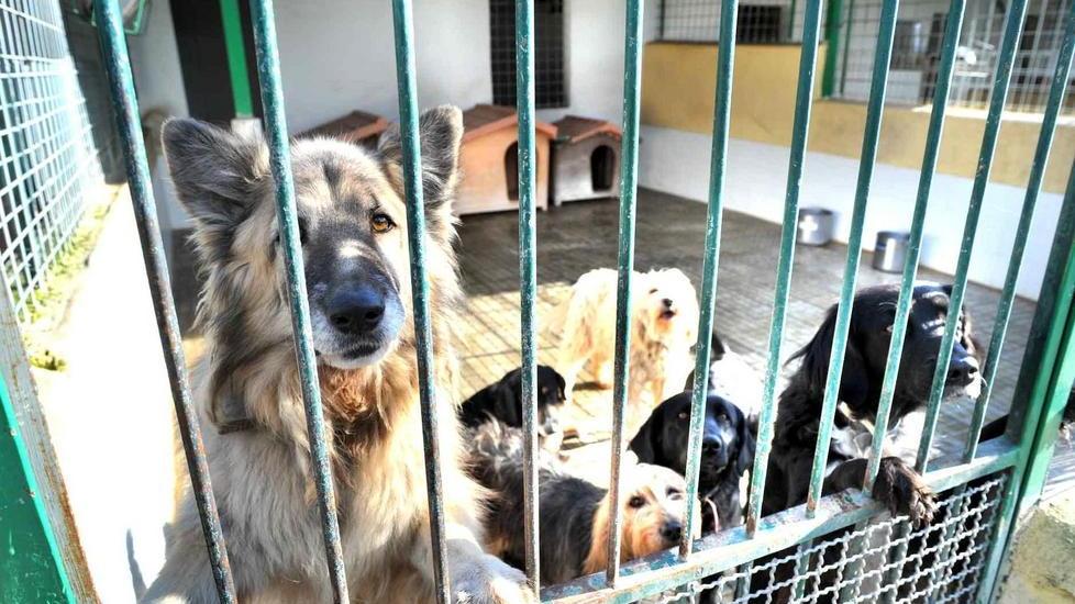 A Bonelle gli ex ospiti del Rifugio del cane