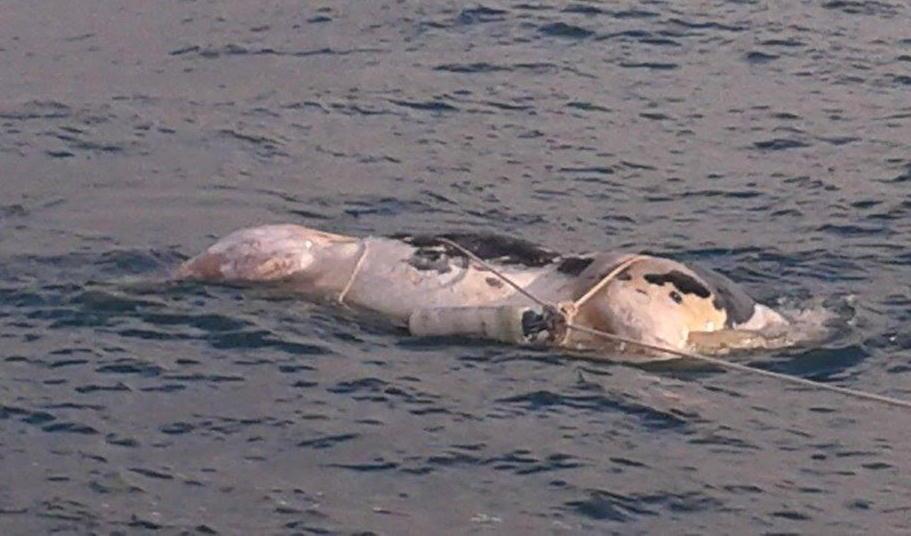 Mucca senza testa trovata in mare 