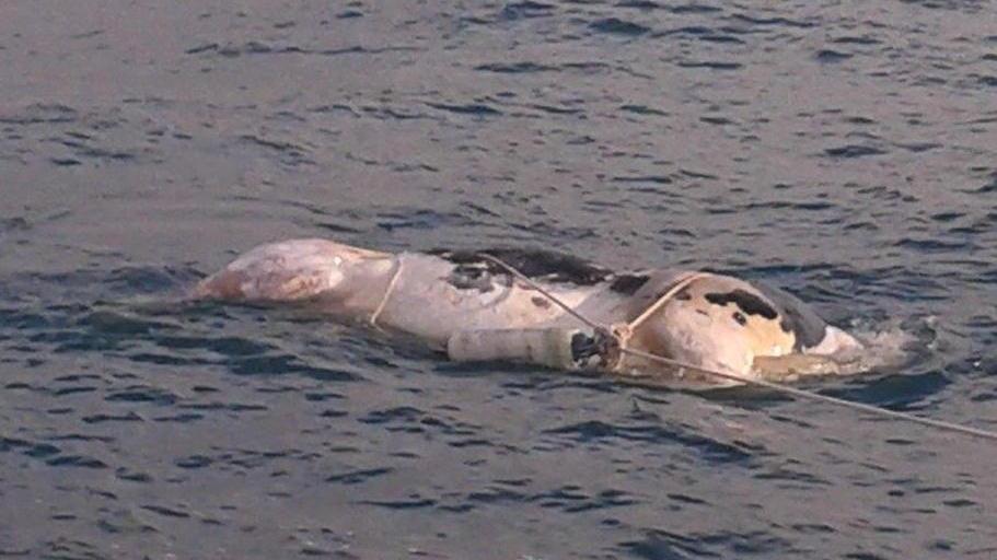 Mucca senza testa trovata in mare