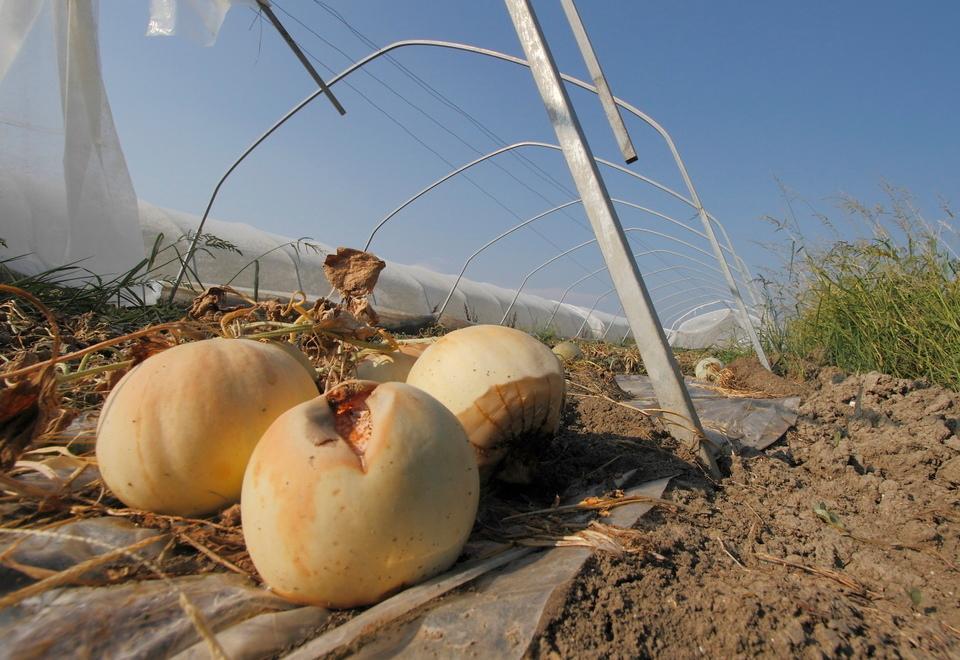 La pioggia mette ko meloni e cocomeri 