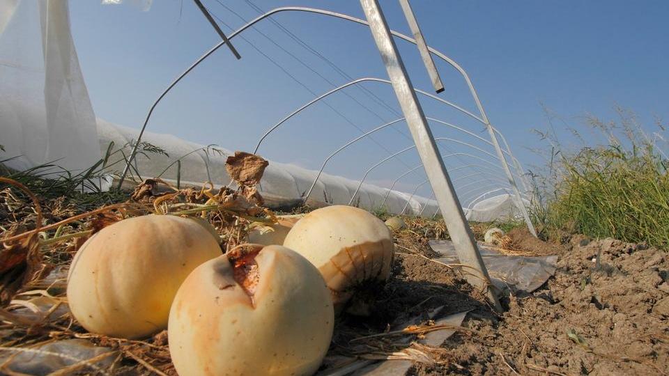 La pioggia mette ko meloni e cocomeri