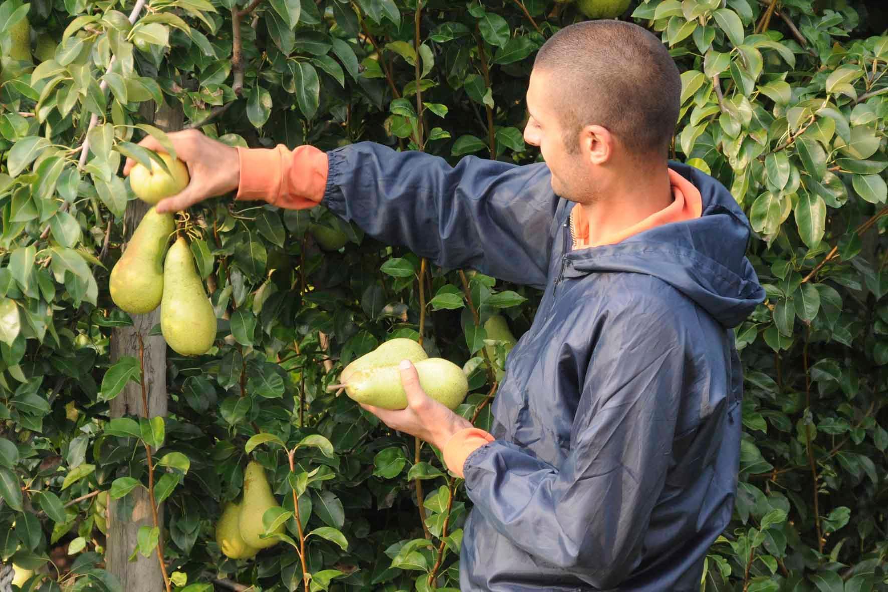 Crisi economica, rischiano seimila lavoratori stagionali