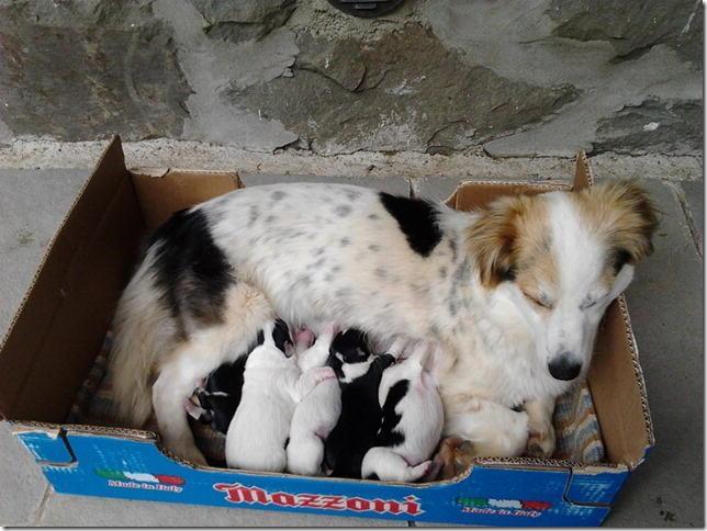 Cinque cuccioli pronti per essere adottati 