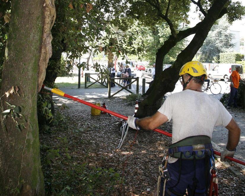 Addio ai pini nel parco del centro città 