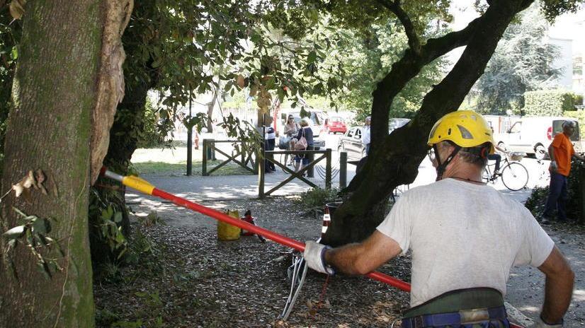 Addio ai pini nel parco del centro città