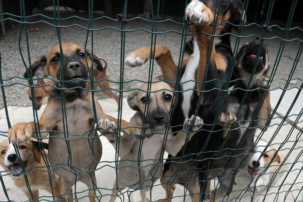 Allarme cani abbandonati 