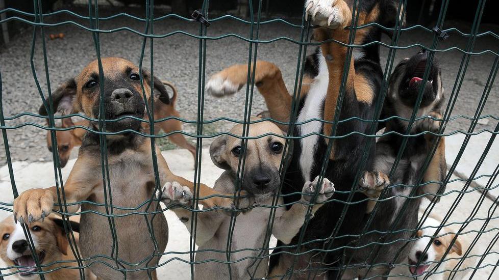 Allarme cani abbandonati