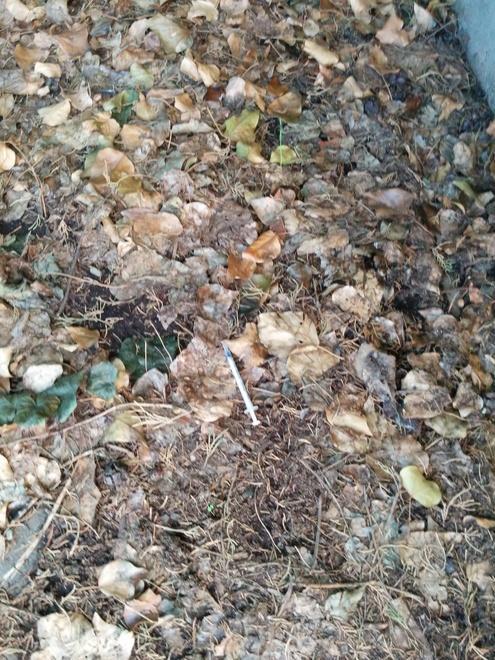 Una siringa abbandonata ai giardini di via Capponi 