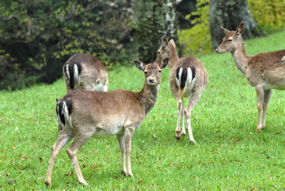 Caccia, più semplice abbattere i caprioli 