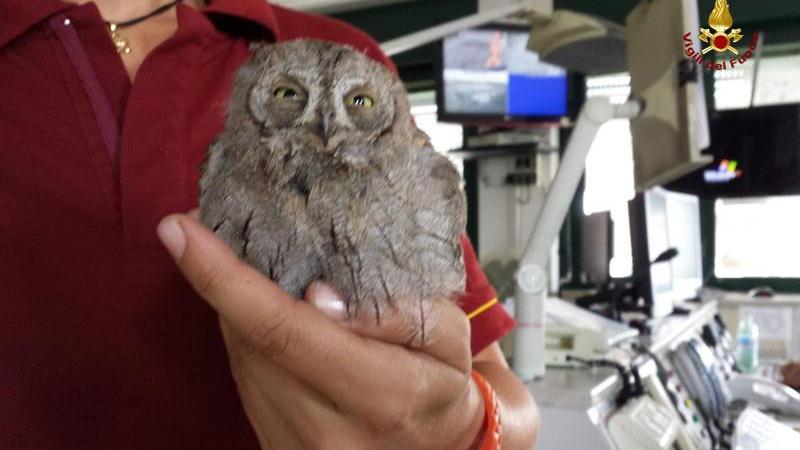 Salvato piccolo di gufo intrappolato su un albero