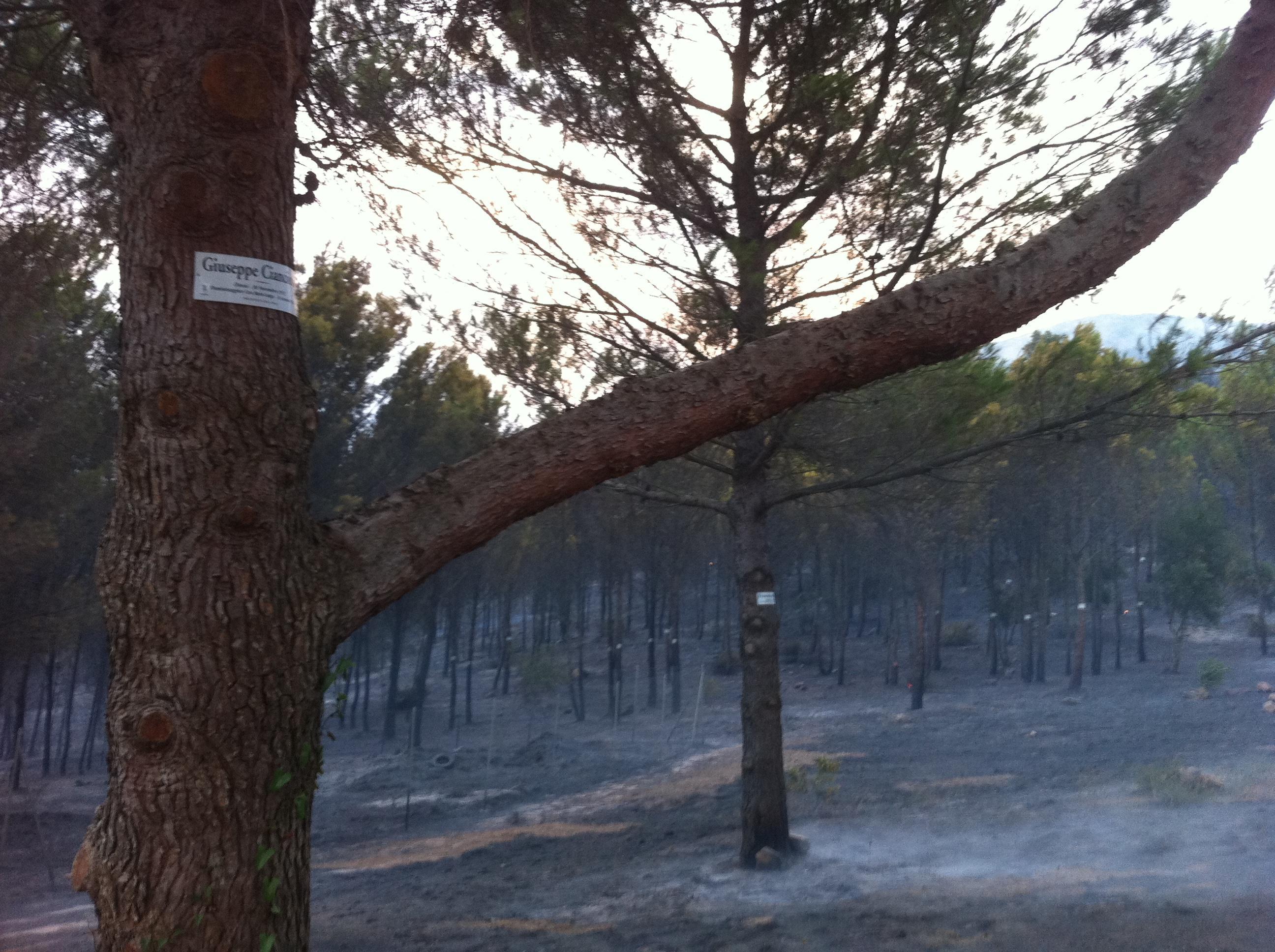 Fuoco alle porte di Iglesias: distrutto il parco memoriale dei minatori caduti sul lavoro