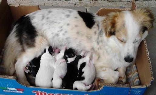 Cinque cuccioli in cerca di una famiglia