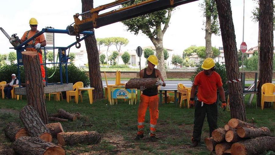 Operai al lavoro nel parco per il taglio di sedici pini