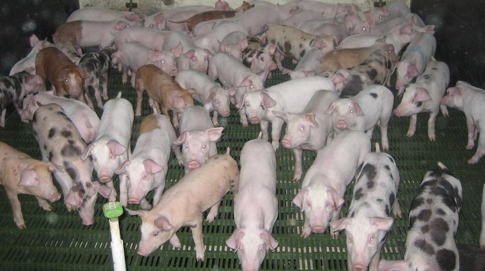 Stop al pascolo brado e ai maiali clandestini 