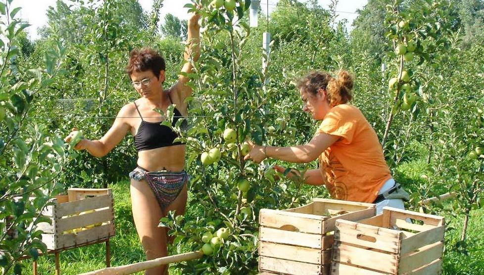 Frutta a pochi cent, allarme sindacale 