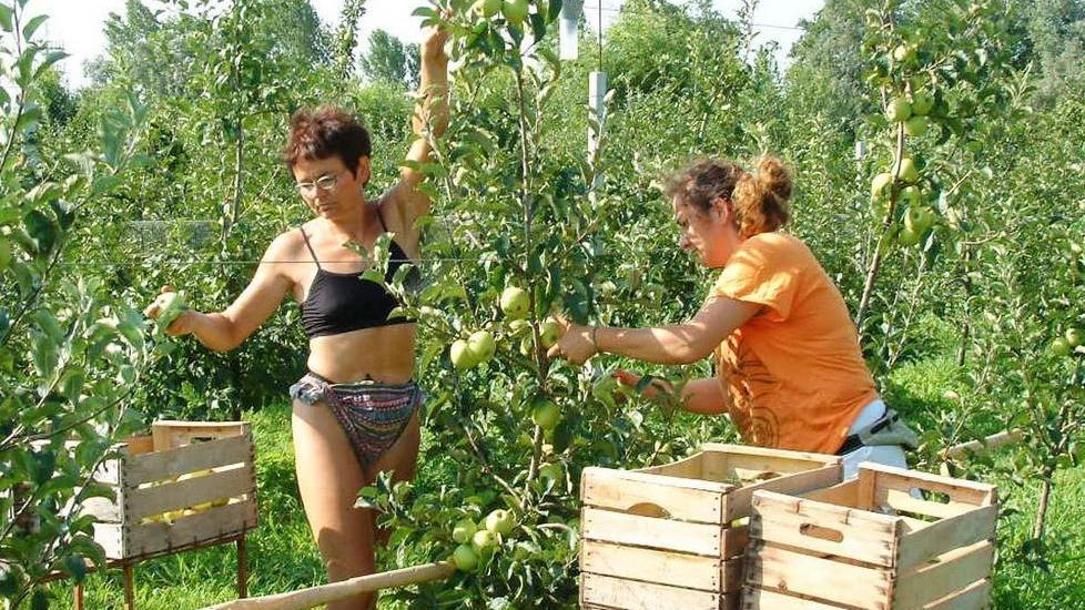 Frutta a pochi cent, allarme sindacale
