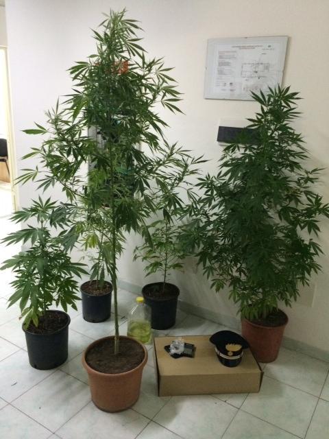 Nel terrazzo di casa piante di marijuana alte un metro e 70 centimetri: arrestato 
