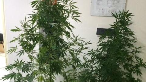 Nel terrazzo di casa piante di marijuana alte un metro e 70 centimetri: arrestato 