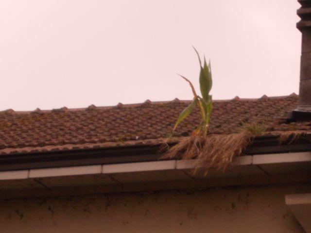 Ci mancava solo il mais sul tetto... 