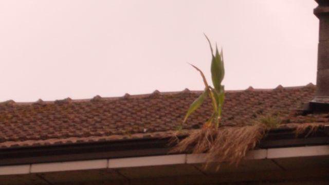 Ci mancava solo il mais sul tetto...