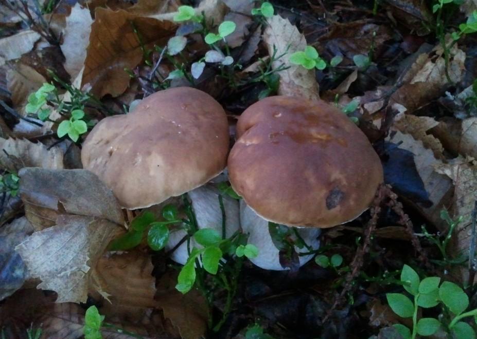  Vetrina per i vostri funghi più belli