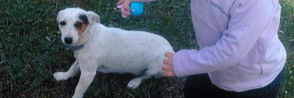Cucciola smarrita a Le Fabbricciane
