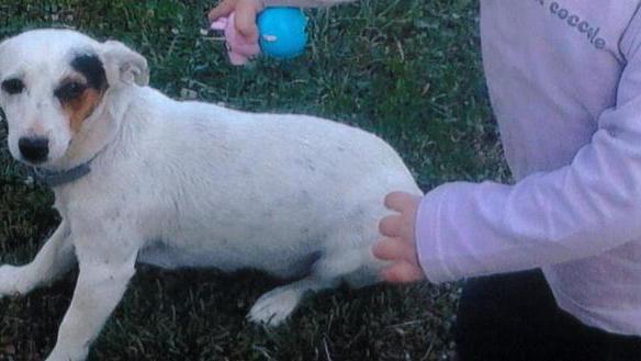 Cucciola smarrita a Le Fabbricciane