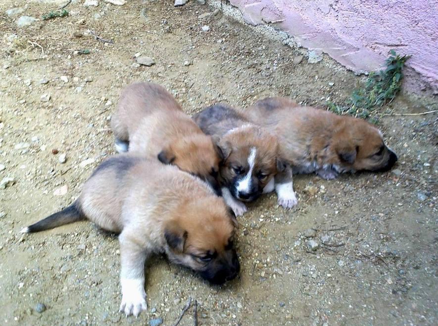 Salvati 4 cuccioli abbandonati 