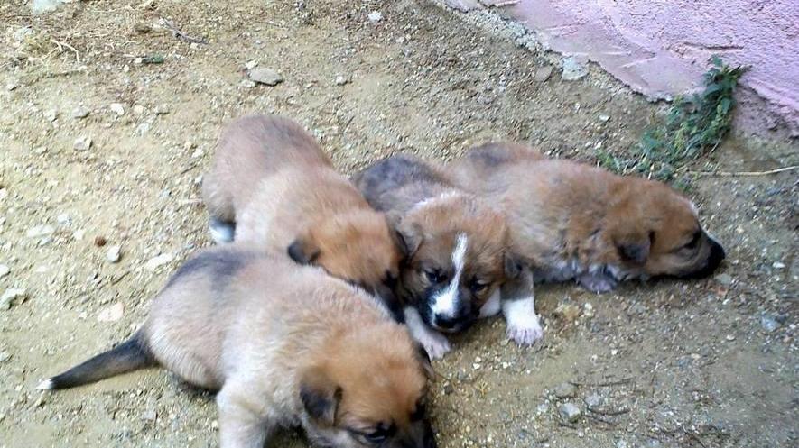 Salvati 4 cuccioli abbandonati 