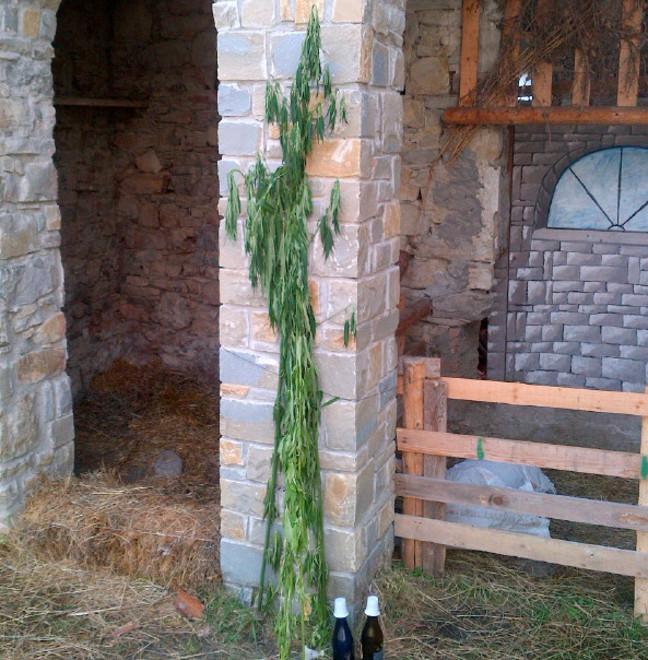 Piante di canapa in fiera L’opposizione all’attacco