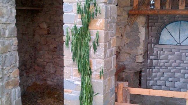 Piante di canapa in fiera L’opposizione all’attacco