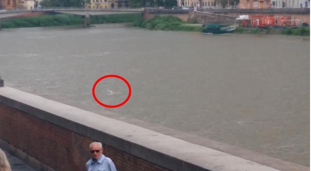 Risale la corrente dell'Arno, nuotatore dà spettacolo 