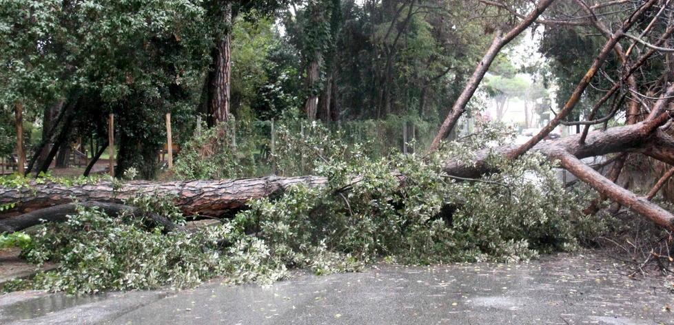 Alberi caduti sul Brennero, ad Altopascio e a Marlia 