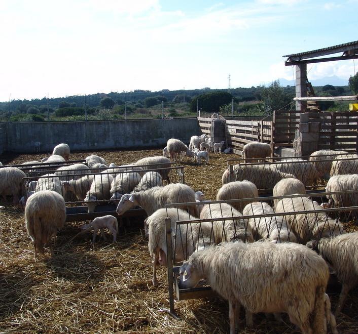 Ploaghe: furti di bestiame e razzie negli allevamenti 