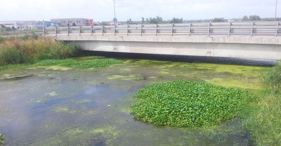 I giacinti d’acqua nel rio Tanui, paura per lo stagno