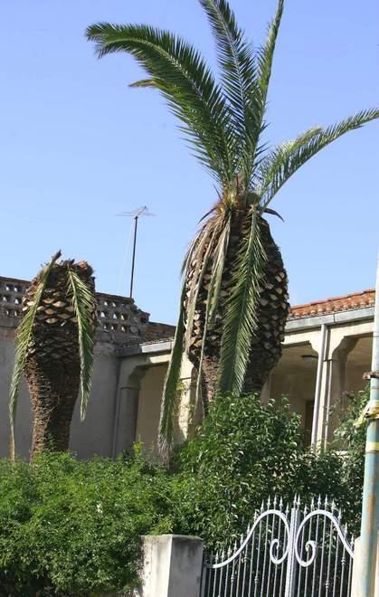 Caccia al punteruolo rosso 