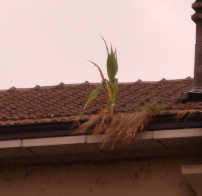 Una pianta di granturco cresciuta sul tetto della casa