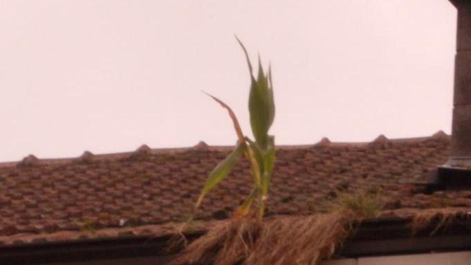 Una pianta di granturco cresciuta sul tetto della casa