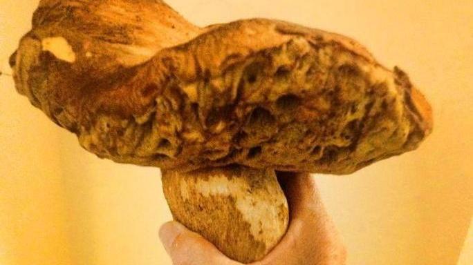 Un fungo di quasi un chilo per il bravo Francesco Nocchi