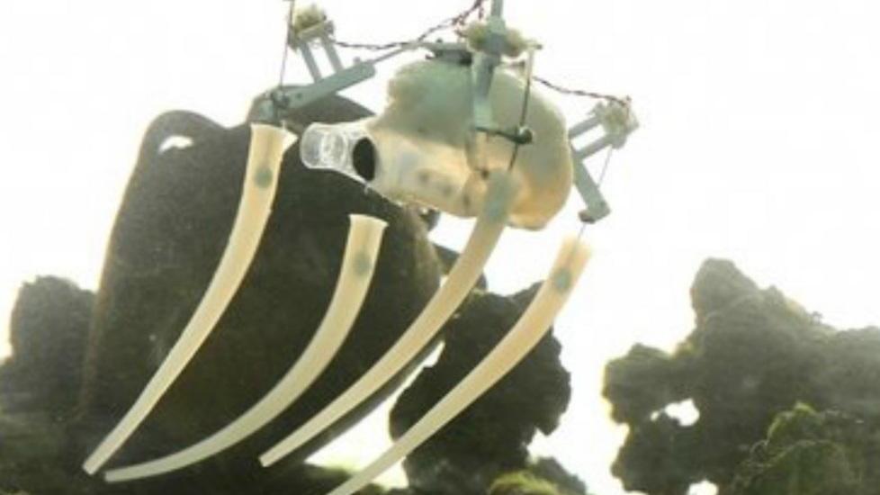 Il polpo robot sbarca sul New York Times