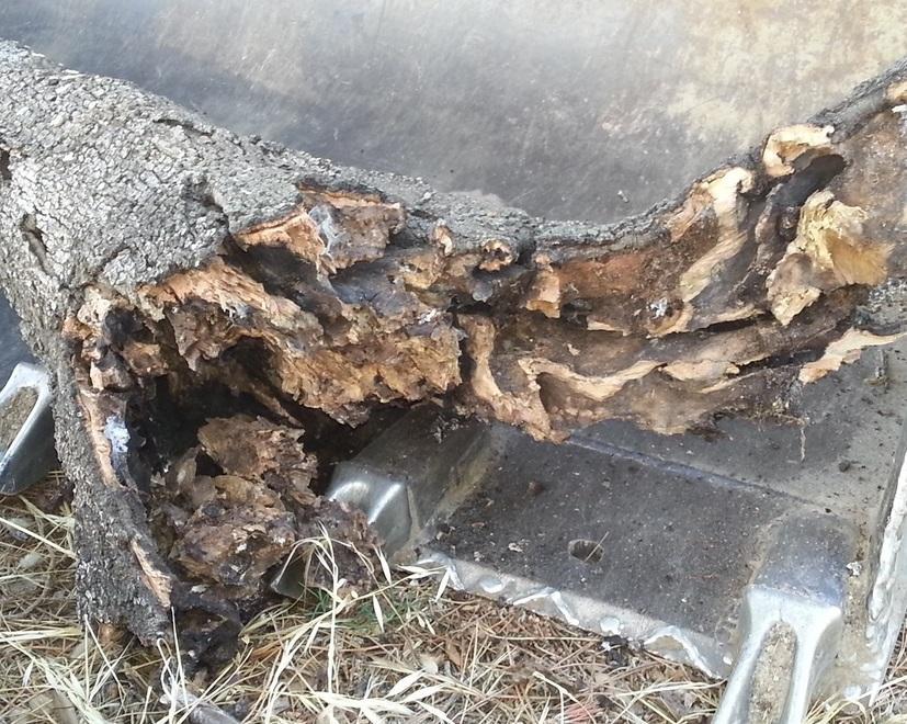 Leccio crolla su un’auto, chiusa un’area del parco a Follonica 