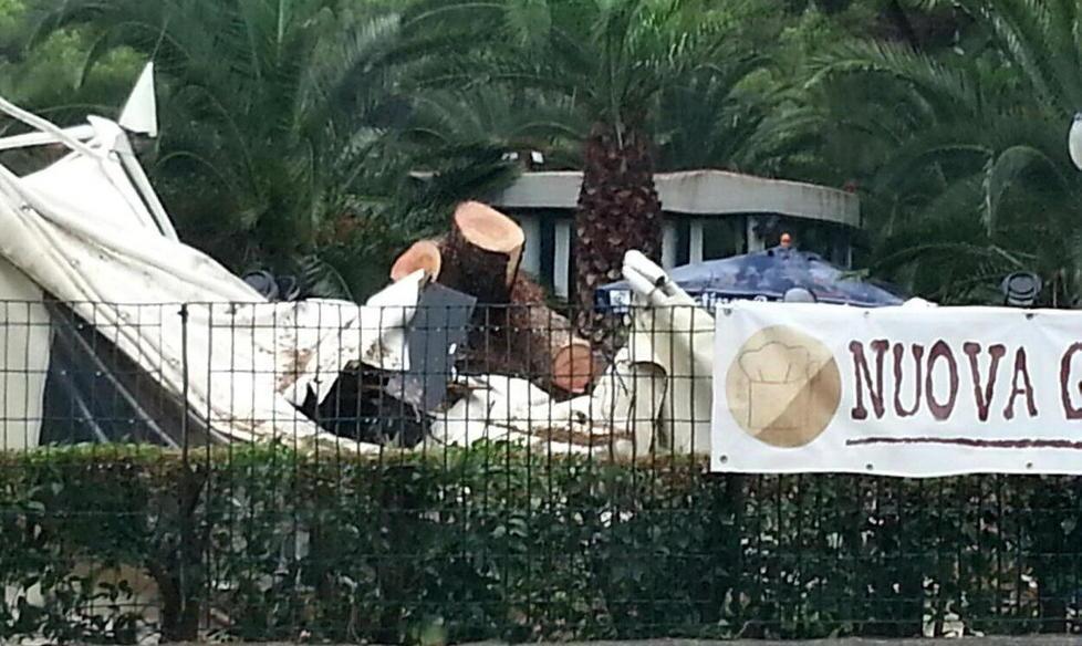 Pini caduti, il Comune avvia la mappatura