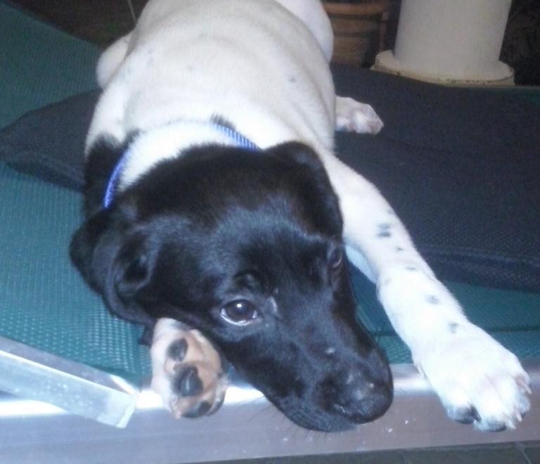 Lo trovano vicino a un cassonetto. Il cane Hunter salvo grazie a due ragazzi 