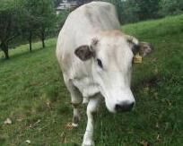 La mucca Camilla sfugge 4 volte alla cattura sulle colline di Vinci 