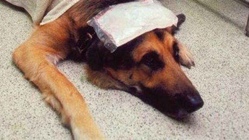 Veterinario sbaglia interventi condannato a risarcire