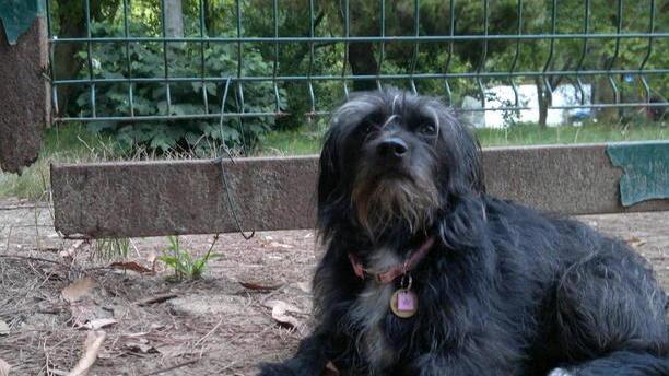 Fuori uso lo sgambatoio in pineta di Ponente: parola di cane