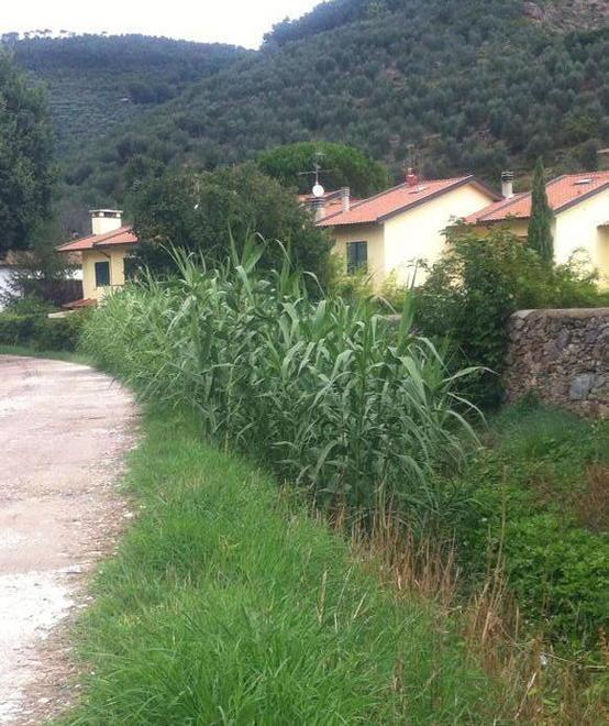 Scarsa manutenzione lungo il Rio Brandano